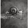 20080226114839-caracol.jpg